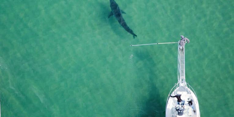 Aerial Cameras Spy on White Sharks as They Hunt Down Seals