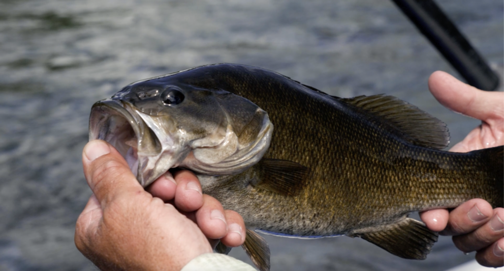 New River smallmouth bass