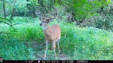 Big buck on trail camera