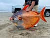 A 100-pound opah fish on the beach