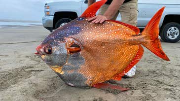 Rare 100-Pound Opah (a.k.a. “Moonfish”) Found Washed up on Oregon Shore