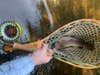 Fly fishing for trout with the Hardy Ultralite MTX-S fly reel