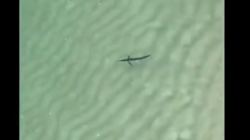 Marlin Caught On Video in the New Jersey Surf