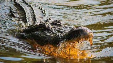 Florida Man Falls Off Bicycle and Is Bitten By Alligator
