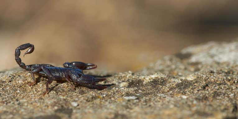 The Complete Guide to Scorpion Stings and Their Venom
