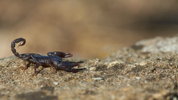 The Complete Guide to Scorpion Stings and Their Venom