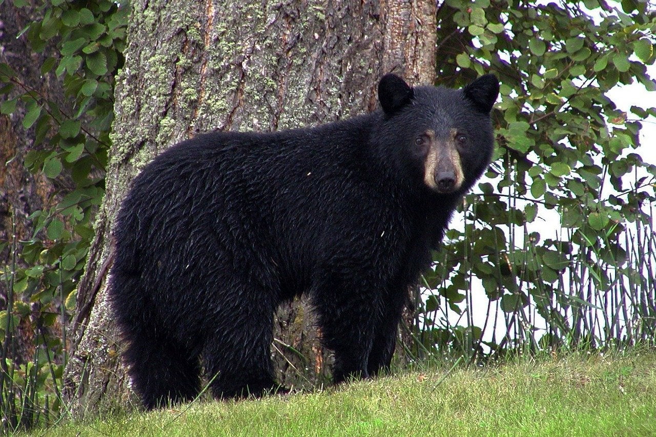 black bear standing in front of a tree.