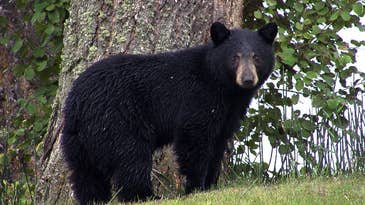 All New Jersey Black Bear Hunting Canceled for 2021