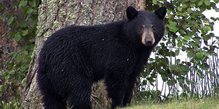 All New Jersey Black Bear Hunting Canceled for 2021