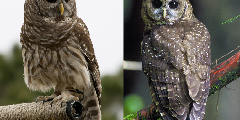 Study Finds Shooting Barred Owls May be The Key to Saving Spotted Owls