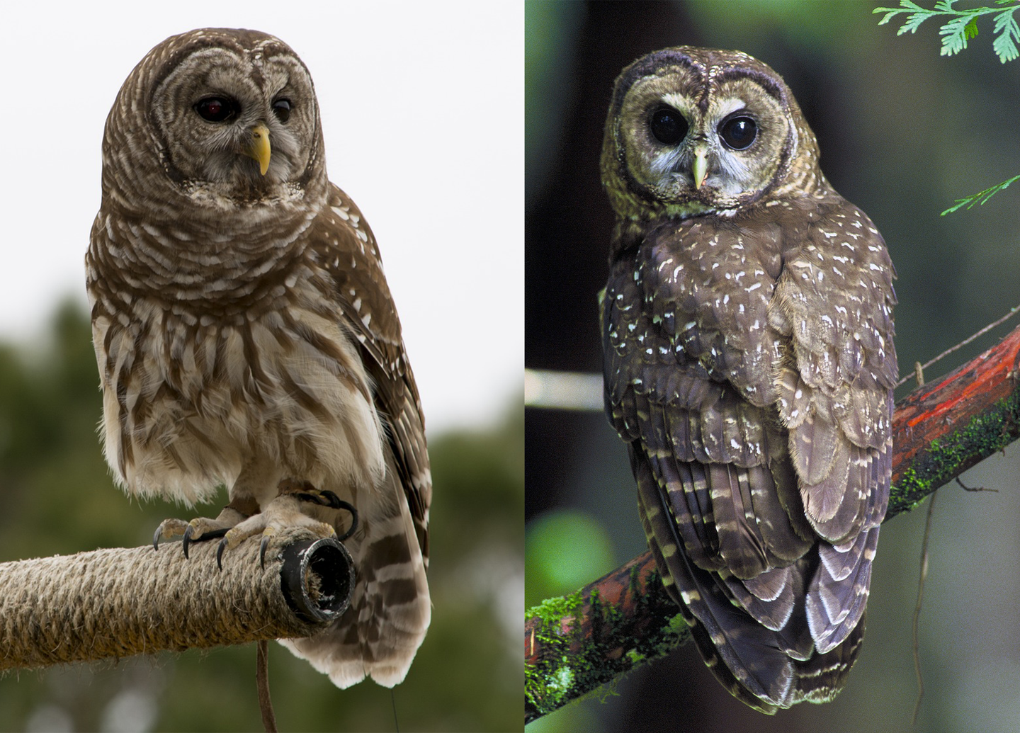 barred owl vs spotted owl side by side.