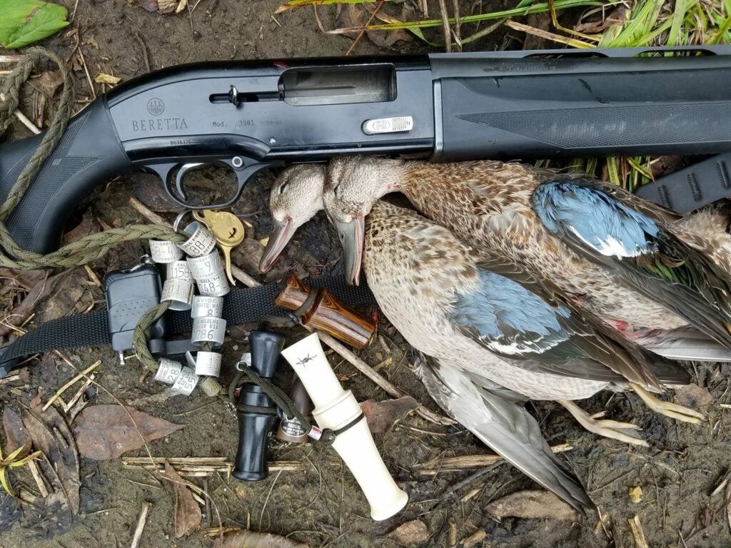 Harvested bluewings next to a shotgun.