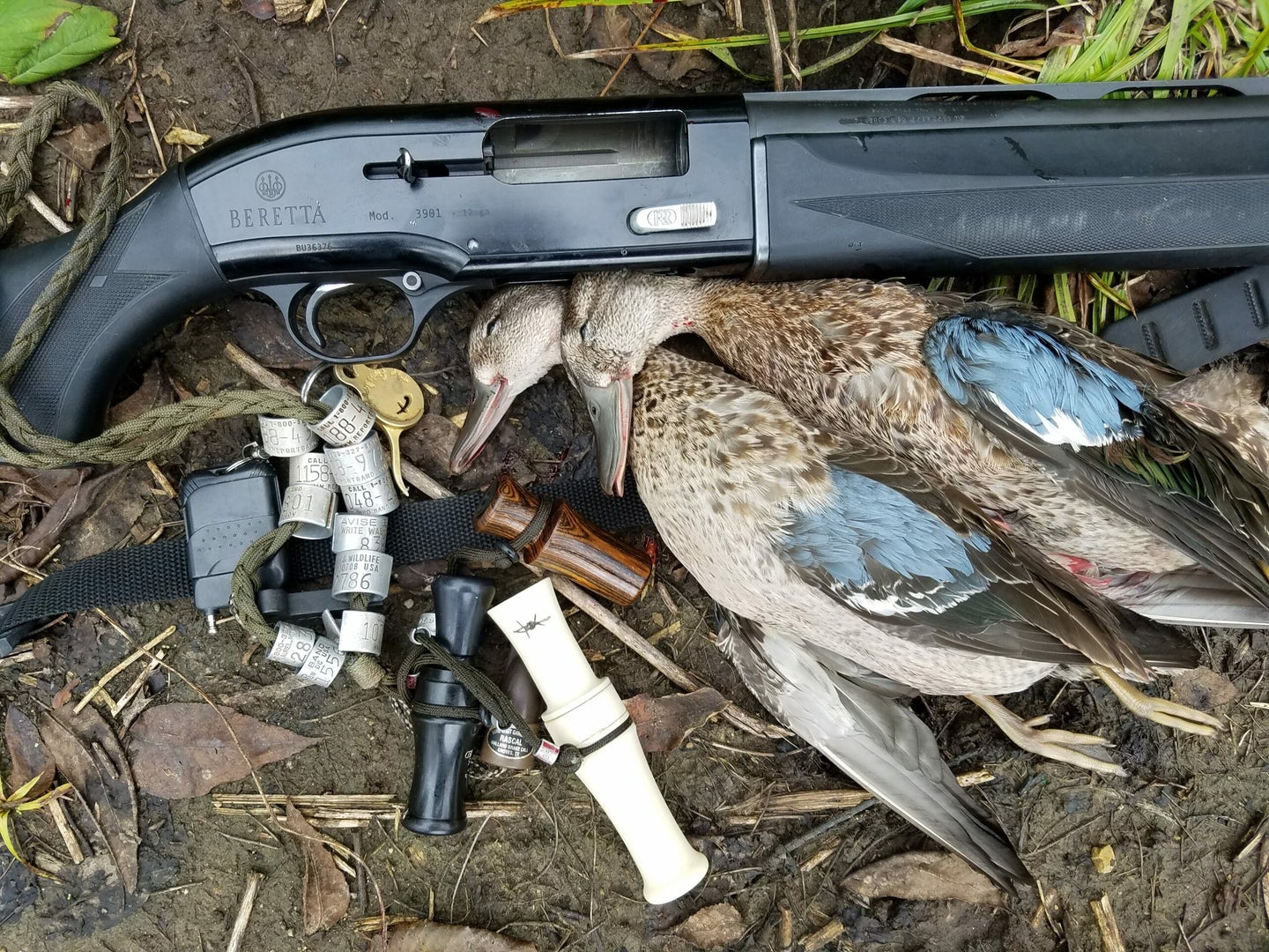 Dead bluewing teal next to a shotgun.