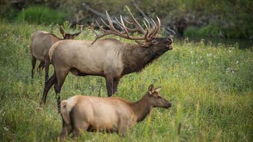 Want to Arrow the Biggest Bull Elk Of Your Life? Shut Up and Don’t Be Stupid