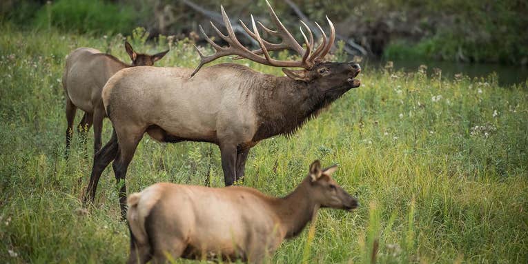 Want to Arrow the Biggest Bull Elk Of Your Life? Shut Up and Don’t Be Stupid