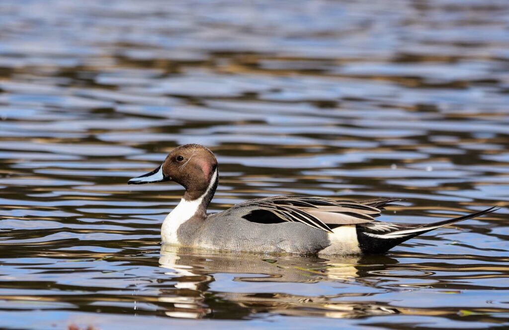 Pintail duck