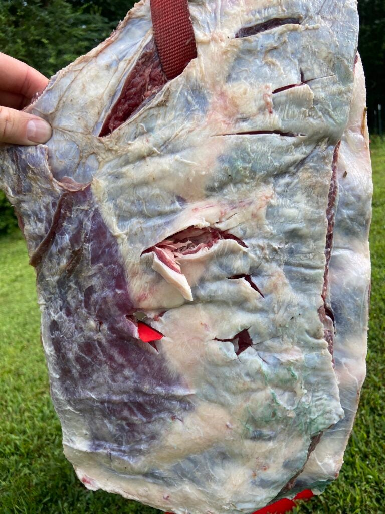 Broadheads Slaughtered Across Cattle Ribs