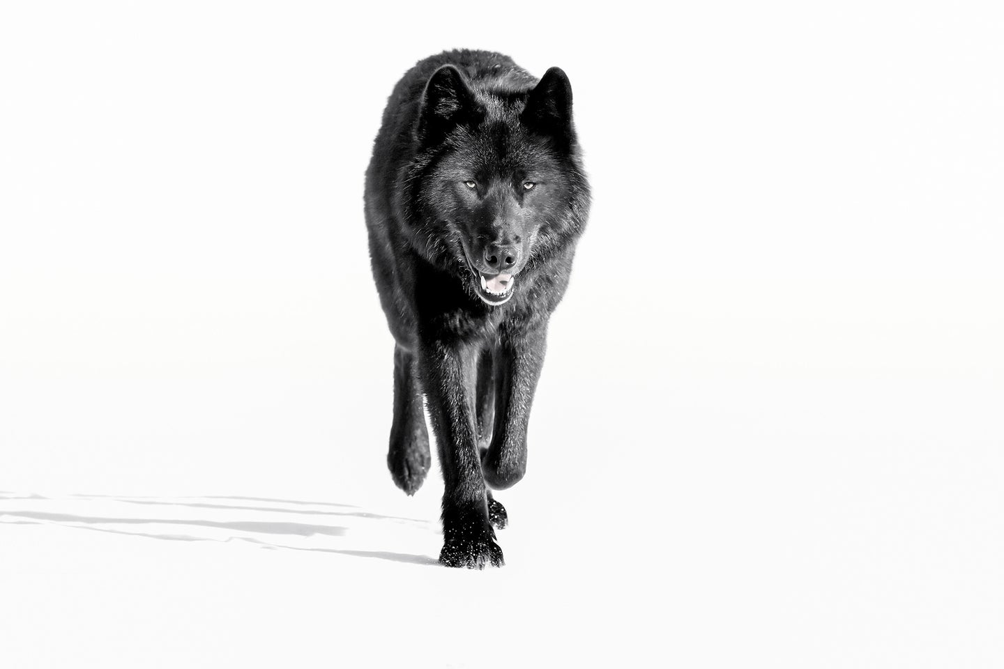 Alaska Wolf
