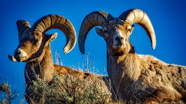 Utah Wildlife Biologists Consider Flying Water to Isolated Bighorns