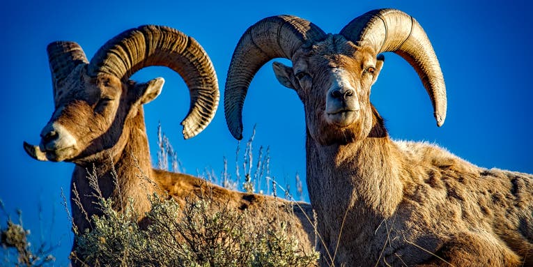 Utah Wildlife Biologists Consider Flying Water to Isolated Bighorns