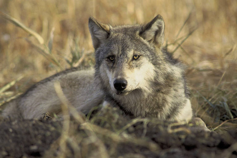 A gray wolf lying down