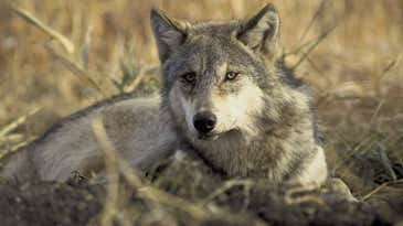 Wisconsin DNR Proposes Quota of 130 Wolves for Fall Hunt, Reigniting Controversy