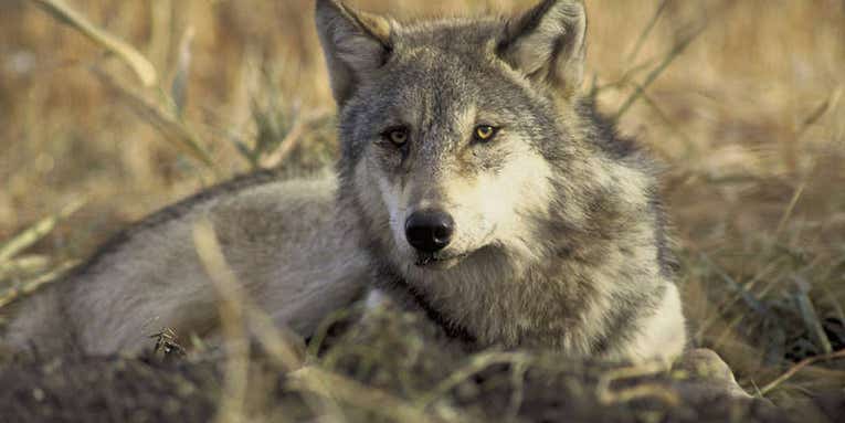 Wisconsin DNR Proposes Quota of 130 Wolves for Fall Hunt, Reigniting Controversy