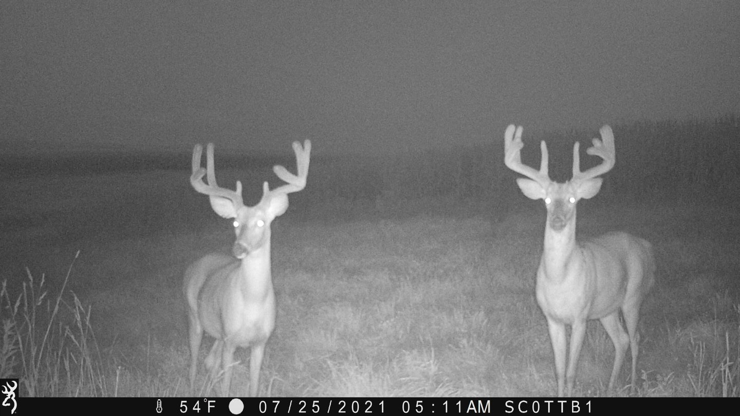 Two mature whitetail bucks in a nighttime trail camera picture.