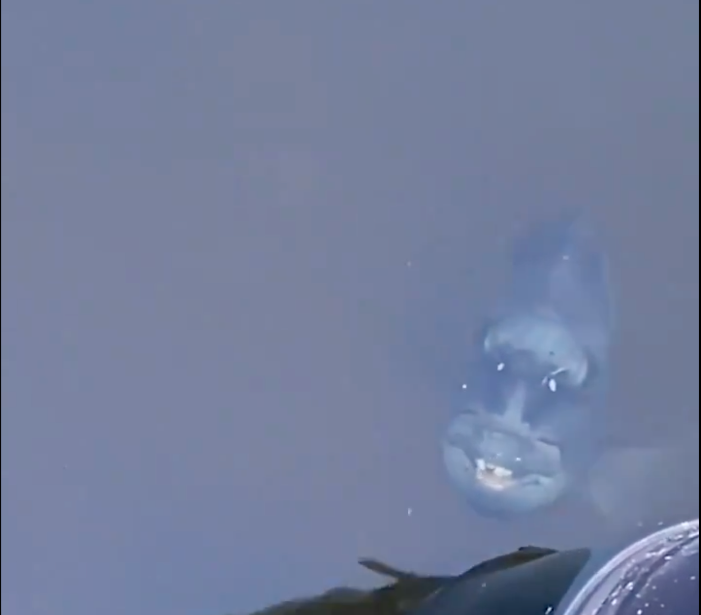 Video: Toothy Demonfish Lurks in Florida Canal