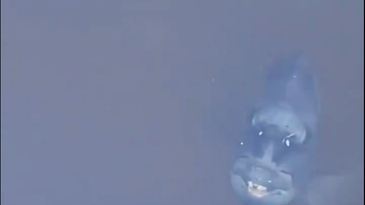 Video: Toothy “Demonfish” Lurks in Florida Canal