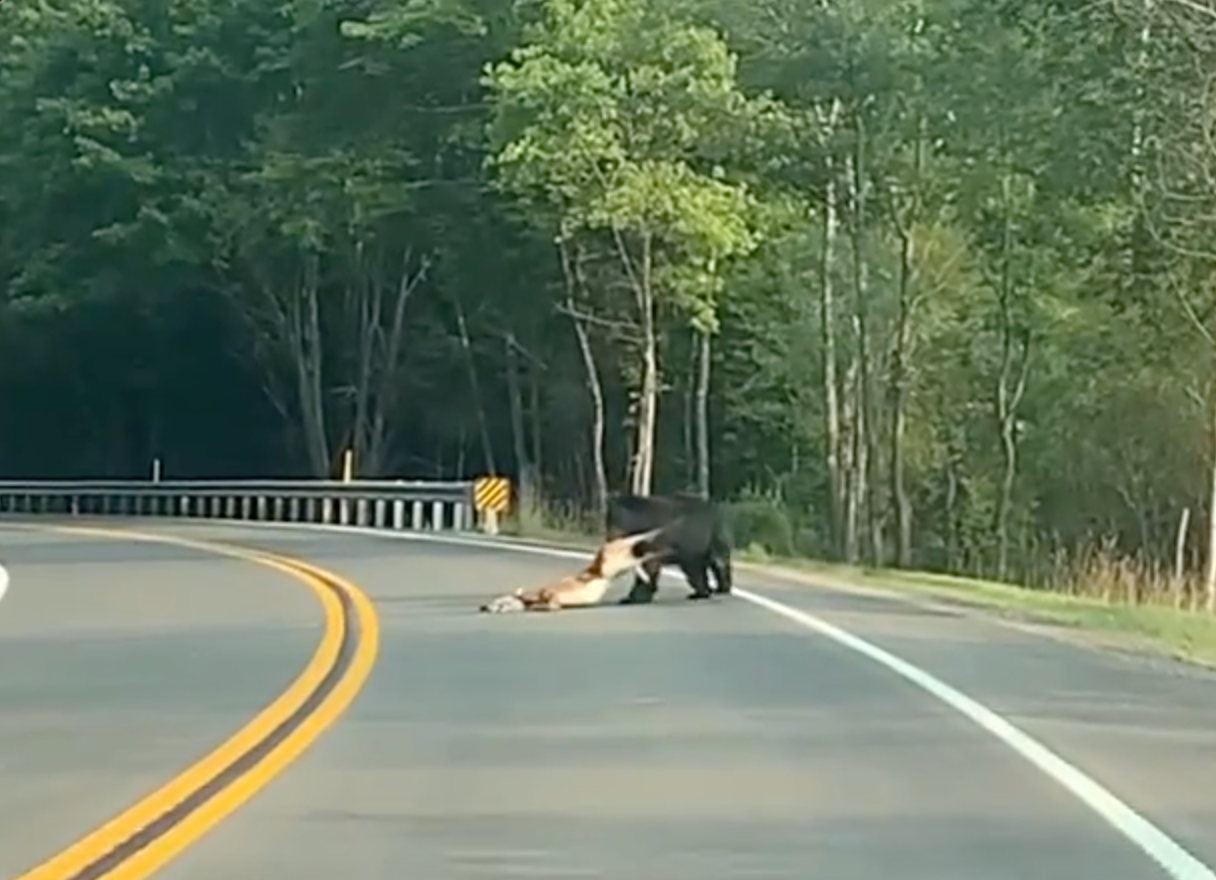 Black bear drags doe from the road