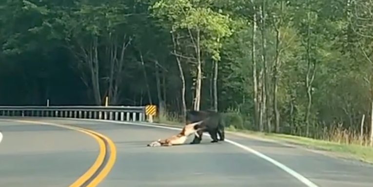 Video: Hungry PA Black Bear Drags Off Road-Killed Whitetail Deer