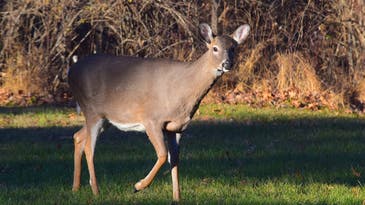 COVID-19 Hits Wild Whitetail Population