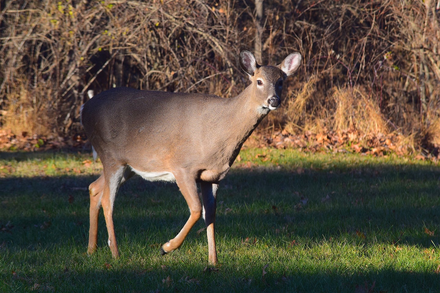 Whitetails get Covid, too.