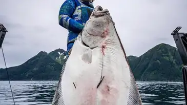 Freediver Spears World-Record Halibut in Frigid Alaskan Waters