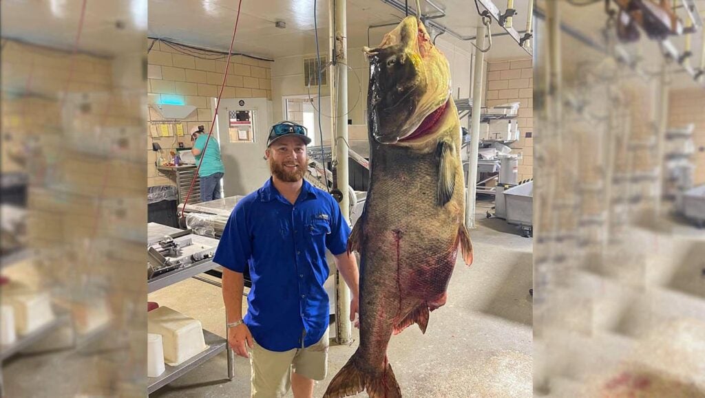 potential world record bighead carp