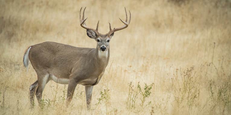 Opinion: The Three Dumbest Responses to CWD in Whitetails