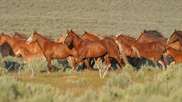 BLM Ramps Up Wild Horse Removals Due to Drought