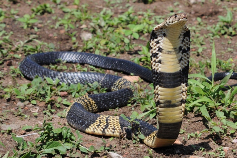 A spotted cobra with a wide hood