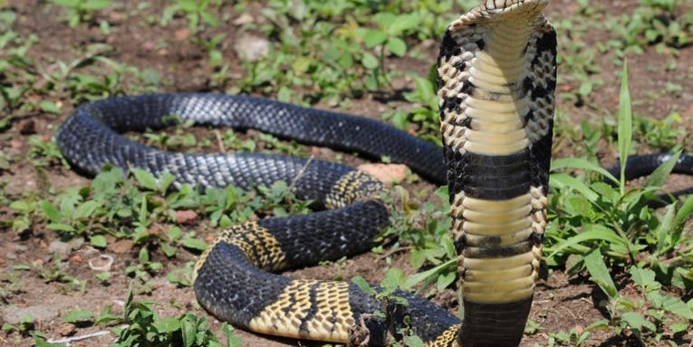 6-Foot Venomous Cobra Is On the Loose in Texas Town