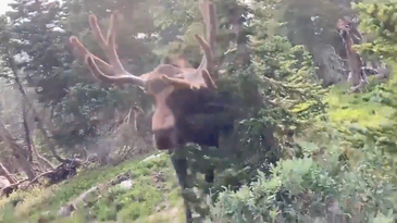 Video: Massive Bull Moose Charges Hiker