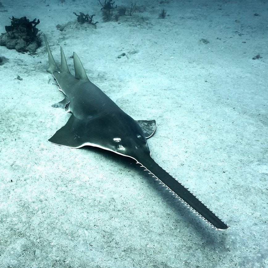 Rare Endangered Sawfish Caught and Released in Florida | Field & Stream