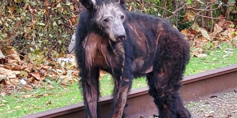“They Just Look…Pathetic.” Bear Mange Surges in Virginia