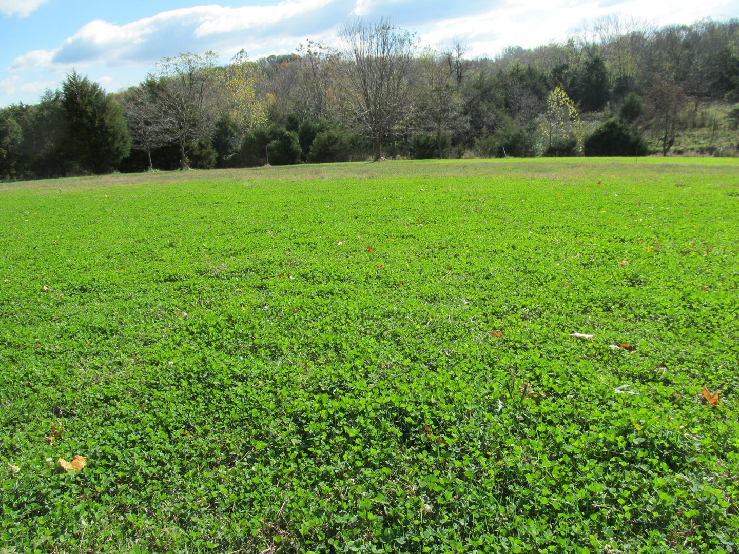 Field of clover food plot.