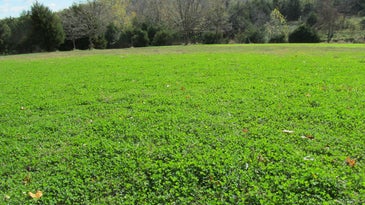 How to Finally Win the War on Weeds in Your Food Plot