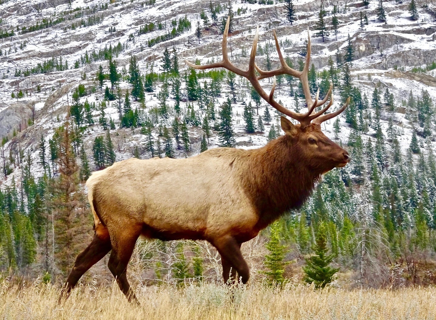 elk walks in front of snow-dusted hill