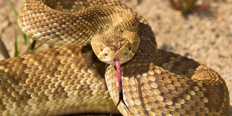 What Is the Deadliest Snake in the World?