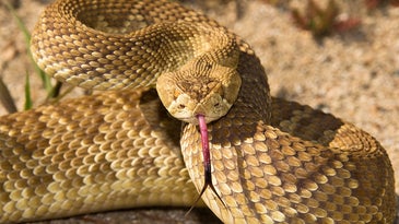 photo of rattlesnake