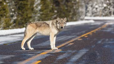 Wisconsin Board Sets 300-Wolf Quota for Fall Hunt, Doubling DNR Recommendation
