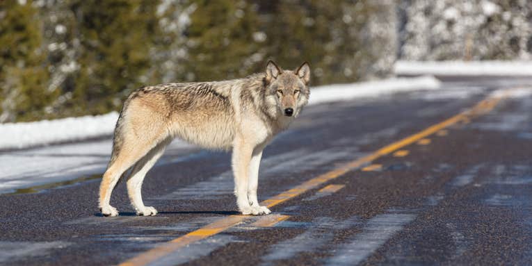 Wisconsin Board Sets 300-Wolf Quota for Fall Hunt, Doubling DNR Recommendation